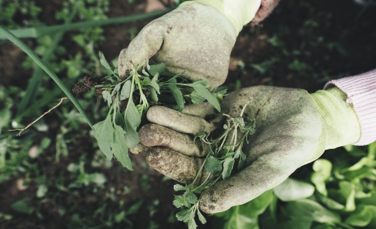 Tuinieren voor beginners: een gids voor mannen zonder groene vingers